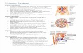 CIS Human Anatomy Exam Four Study Guide