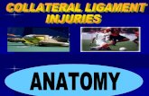 Collateral Lig Injuries