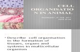 CELL ORGANISATION IN ANIMAL
