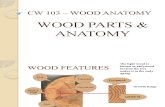LEC 4 – WOOD  Parts & Anatomy