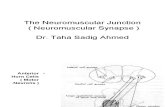 07-MN Neuromuscular Junction (1)