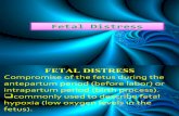 40516550 Fetal Distress