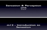 u05 Sensation Slides 2010
