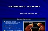 Adrenal and Pituitary