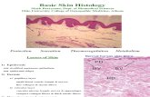 Basic Skin Histology2!21!01