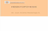 Histologia - 07 - Hematopoyesis.04.05.09