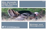 Wild Turkey B&M B-6198
