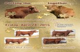 Kuhns Red Angus and Crosshair Simmentals - 2015 Production Sale