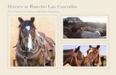 Horses at Rancho Las Cascadas 2015