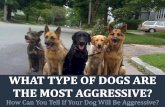 What Types of Dogs are the Most Aggressive?