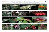 Plantas de ericaceae (y vaccinium) Costa Rica