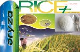 14th august (friday,2015 daily exclusive oryza rice e newsletter by riceplus magazine