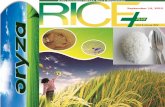 14th september,daily exclusive oryza rice e newsletter by riceplus magazine
