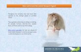 Mice control and rat control in newport pagnell