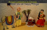 Pongal celebration in chennai