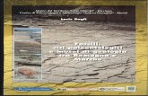 Loris Bagli - fossili, siti palenteologici e musei di geologia tra romagna e marche