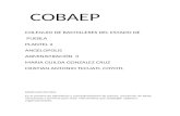 Cobaep (1)