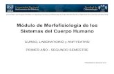 Módulo de Morfofisiología de los Sistemas del Cuerpo Humano