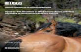 Injection-Site Reactions in Wild Horses (Equus caballus) Receiving ...