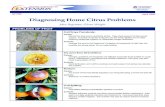 Diagnosing Home Citrus Problems