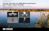 Field Guide to malformations of frogs and toads (PDF)