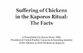 Suffering of Chickens in the Kaporos Ritual: The Facts