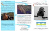 California sea lion brochure
