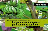 bananier plantain