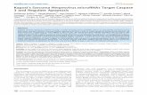 Kaposi's Sarcoma Herpesvirus microRNAs Target Caspase 3 and ...