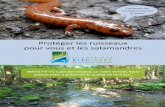 Protéger les ruisseaux pour vous et les salamandres