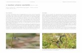 Fiches de protection espèces – Libellules – Lestes virens vestalis ...