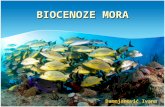 Biocenoze mora