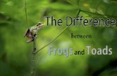 Know the Difference between Frogs and Toads