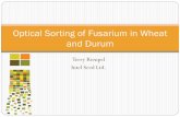 Optical Sorting of Fusarium in Wheat and Durum