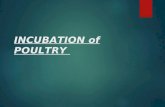 Incubation of Poultry
