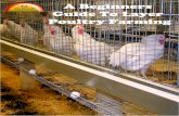 Beginners Guide to Layer Poultry Farming