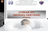 Sistema Nervioso Periférico, Autonomo. Histología y Embriología del Sistema Nervioso