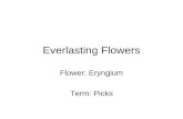 Everlasting Flowers 3