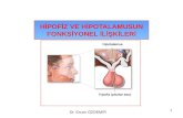 Hipofiz  hipotalamus