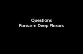 Exam Questions Forearm Deep Flexors