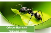 Tapinoma sessile ( Odorous House Ant)
