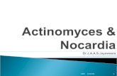 Actinomycosis & Norcardiosis