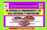 El dengue,la chikungunya y el zica  síntomas-prevención
