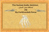 The human body skeleton -9