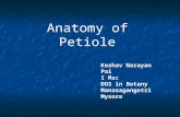 Anatomy of petiole