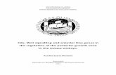 Cdx, Wnt signalling and anterior Hox genes in the regulation of the ...
