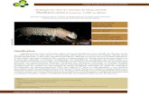 Avaliação do risco de extinção da onça-pintadda, panthera onca 13 ...