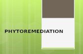 phyto & myco remediation