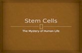 About Stem Cells Slideshare