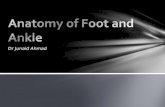 Anatomy of foot and ankle